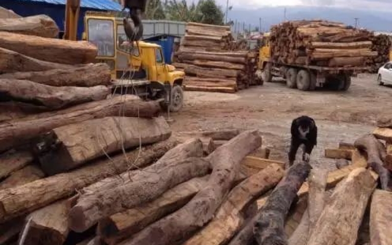 缅甸花梨凭什么，价值一路上涨....